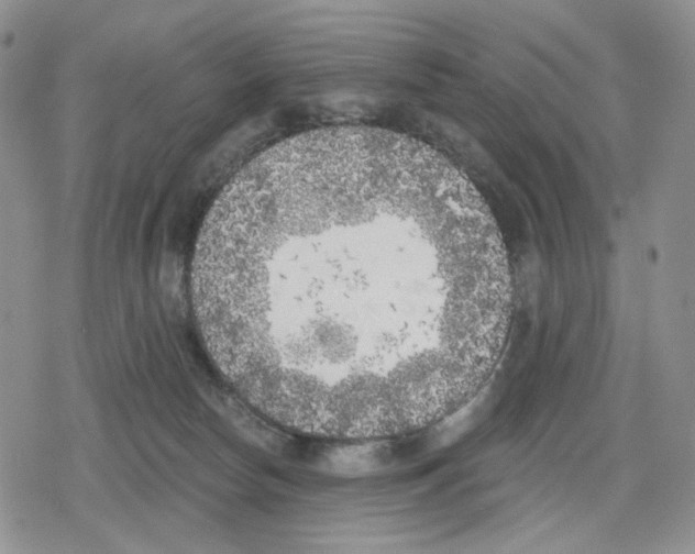 X0000079310178200612151801