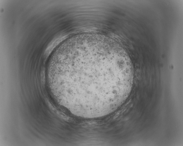 X0000079310194200612151801