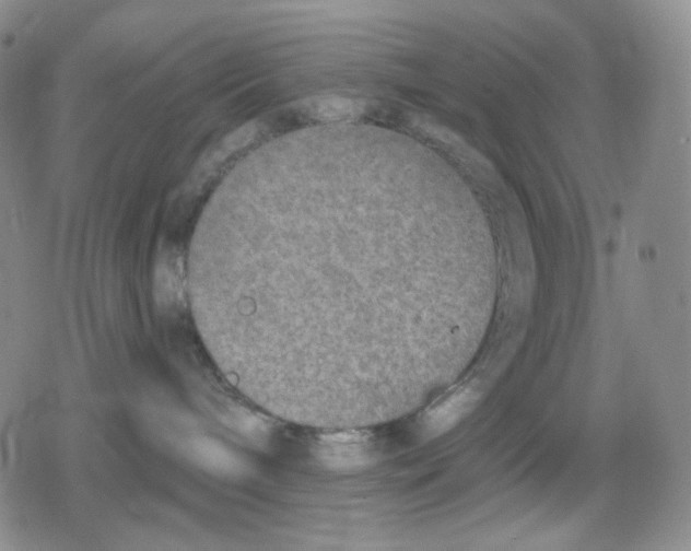 X0000079310240200612151800