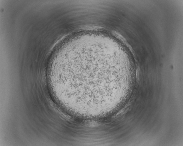 X0000079310249200612151759