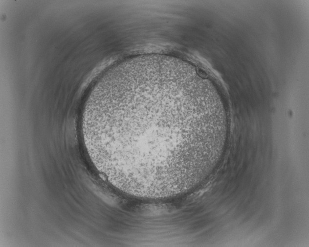 X0000079310250200612151759