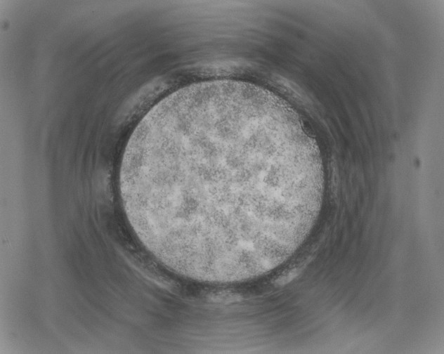 X0000079310258200612151759