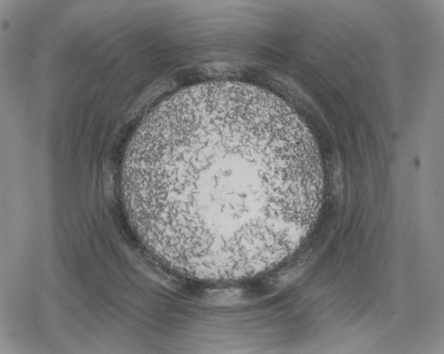 X0000079310266200612151759