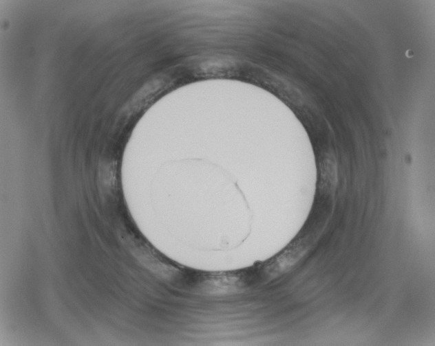 X0000079310278200612151800