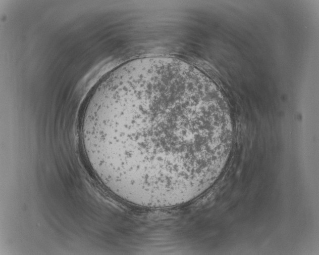 X0000079310290200612151759