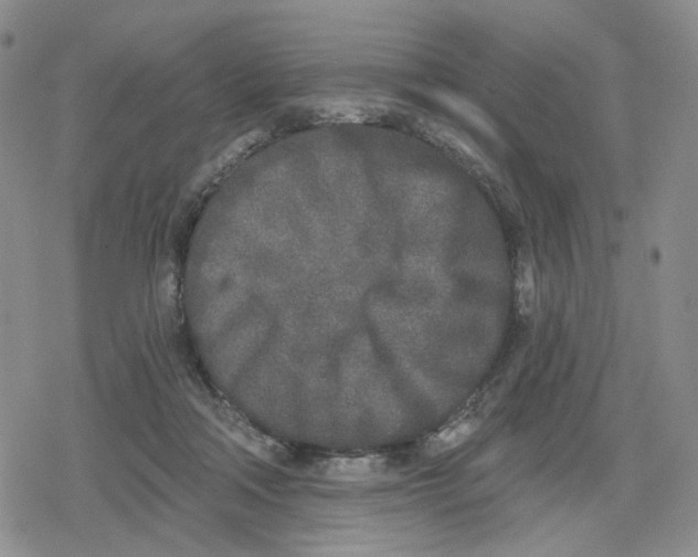 X0000079310314200612151759