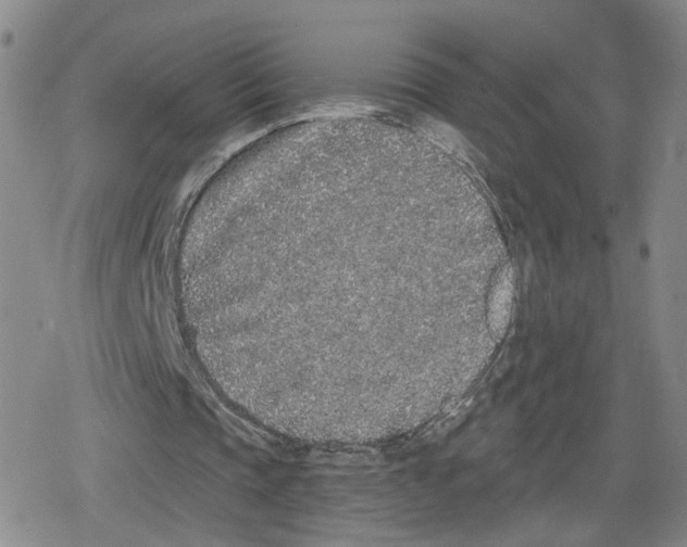 X0000079310337200612151757