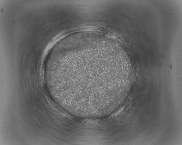 X0000079310343200612151758