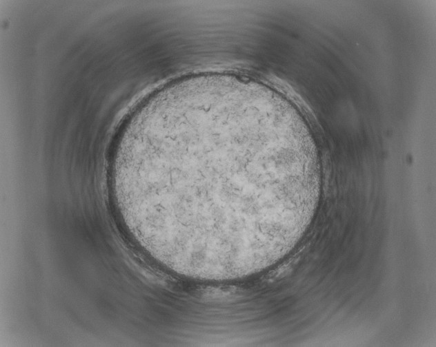 X0000079310346200612151758