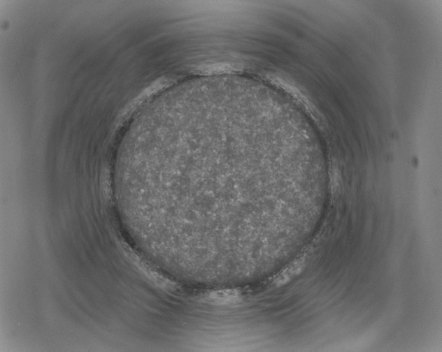 X0000079310353200612151758