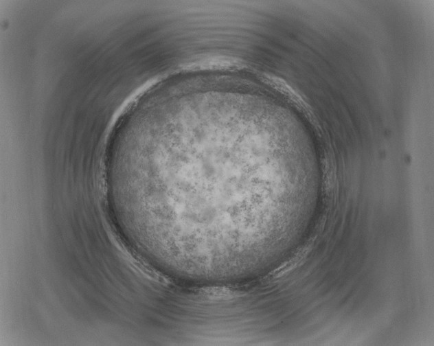 X0000079310392200612151757