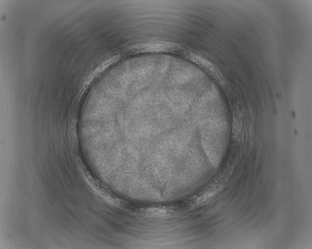 X0000079310394200612151757