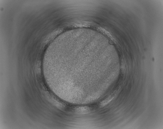 X0000079310402200612151757