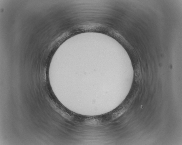 X0000079310454200612151756