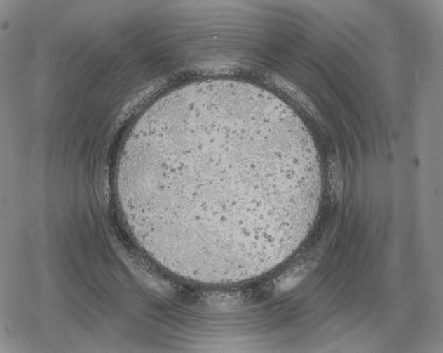 X0000079310494200612151756