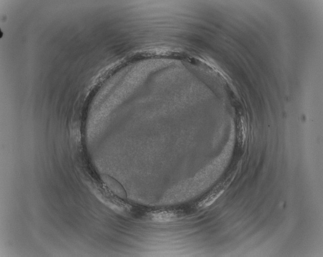 X0000079310500200612151756