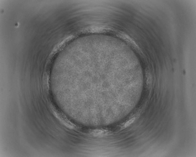 X0000079310542200612151755