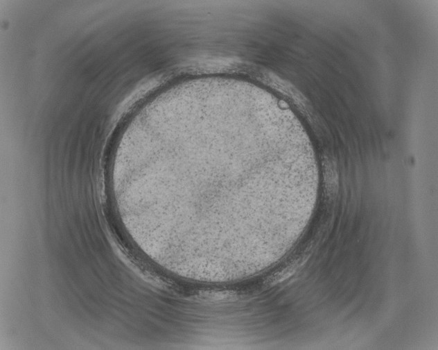 X0000079310582200612151754