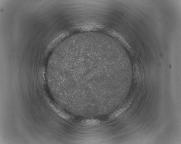 X0000079310590200612151754