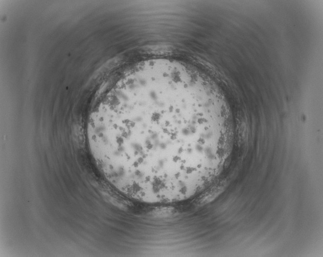 X0000079310609200612151754