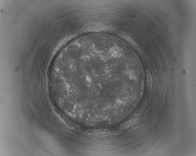 X0000079310626200612151753