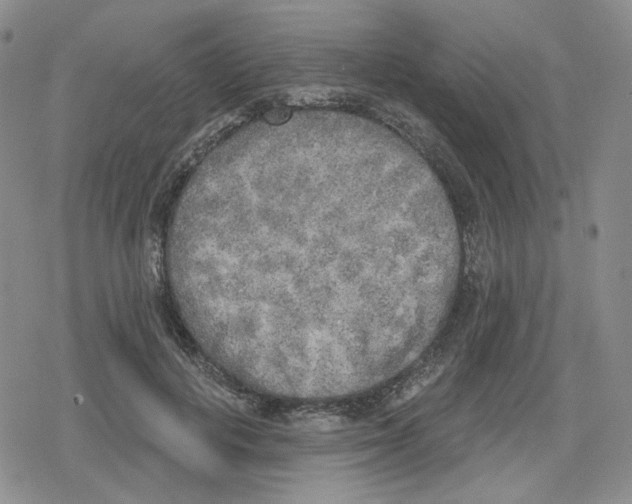 X0000079310648200612151753