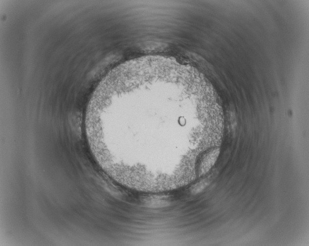 X0000079310664200612151753