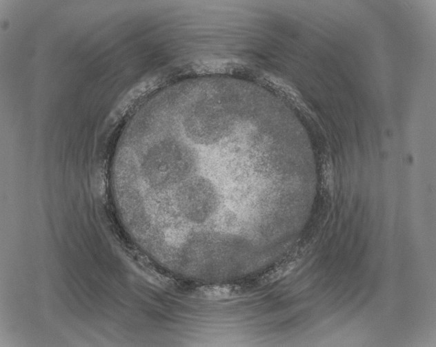 X0000079310687200612151752