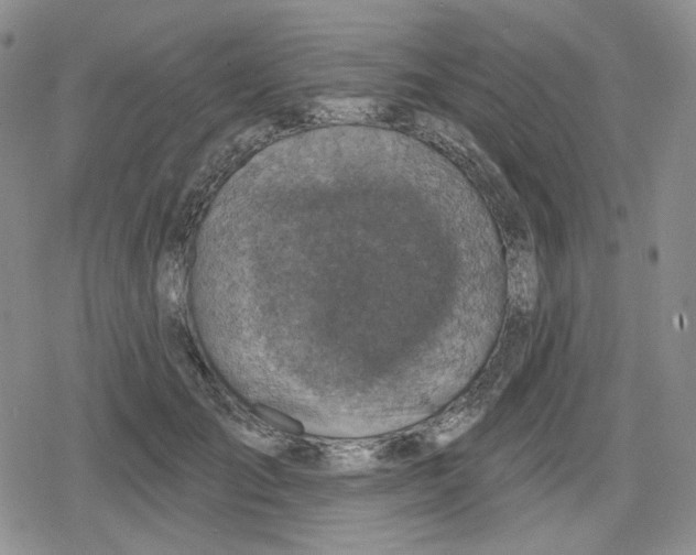 X0000079310701200612151752