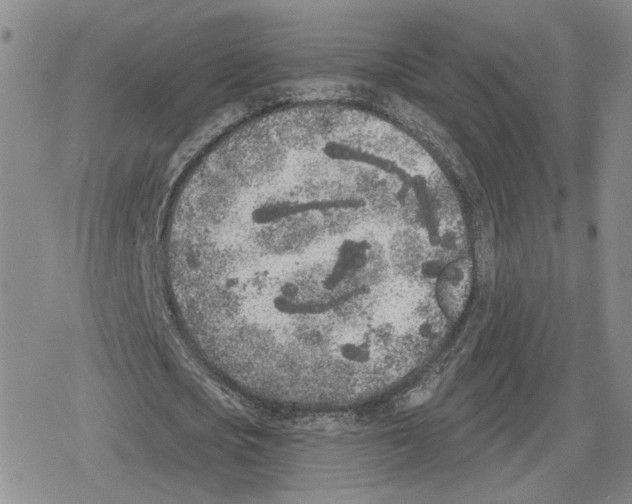 X0000079310721200612151751