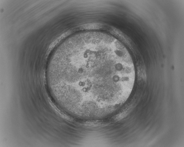 X0000079310725200612151751