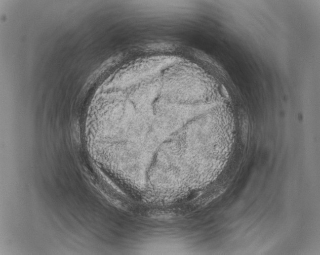 X0000079310729200612151751