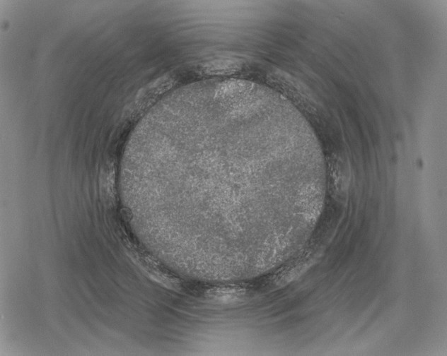 X0000079310745200612151752