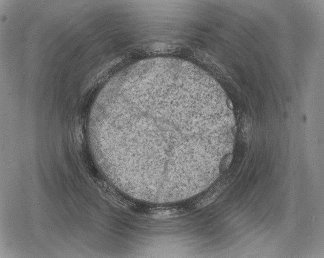 X0000079310746200612151752