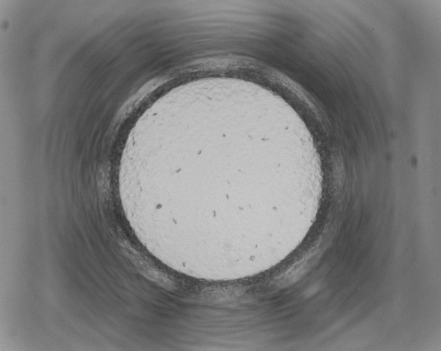 X0000079310778200612151751