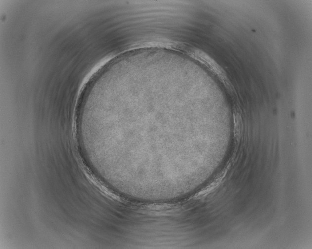 X0000079310780200612151751