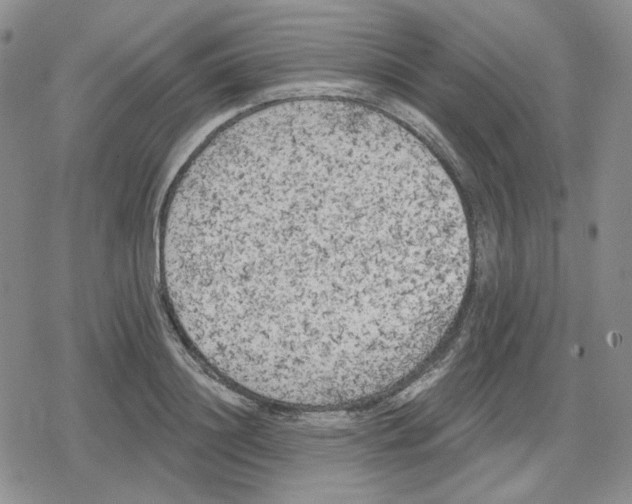 X0000079310844200612151750