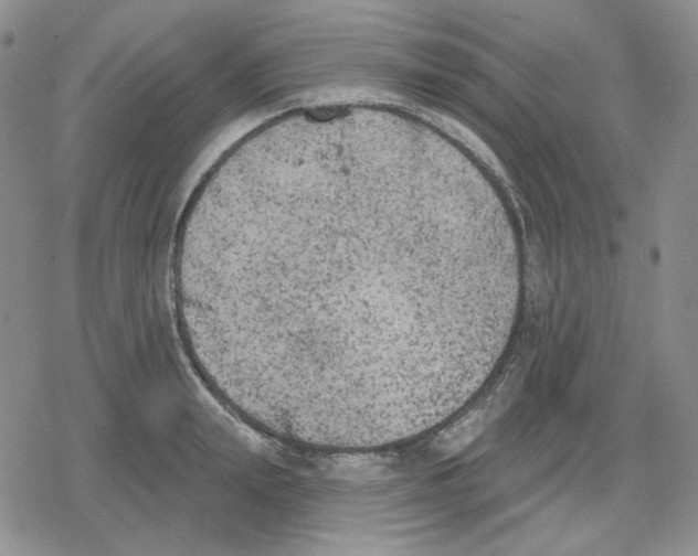 X0000079310847200612151750