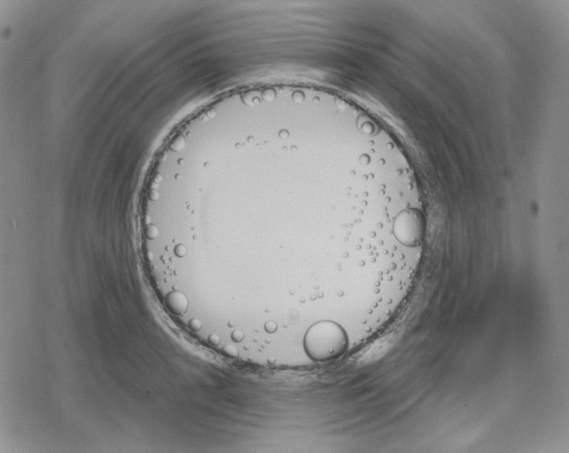 X0000079310848200612151750