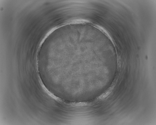 X0000079310851200612151750