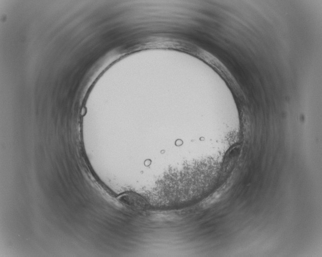 X0000079310852200612151750