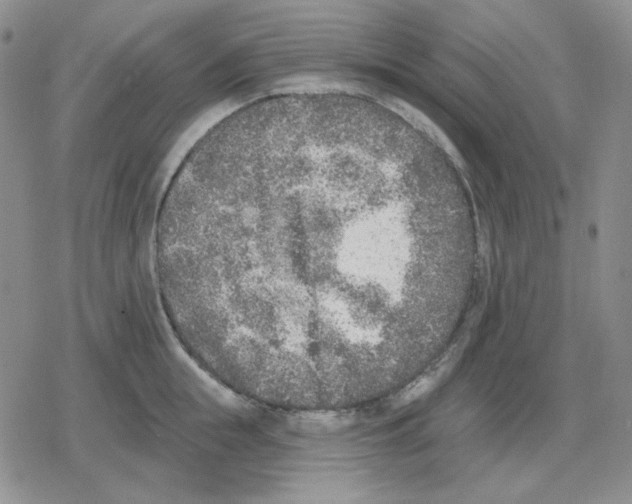 X0000079310855200612151750