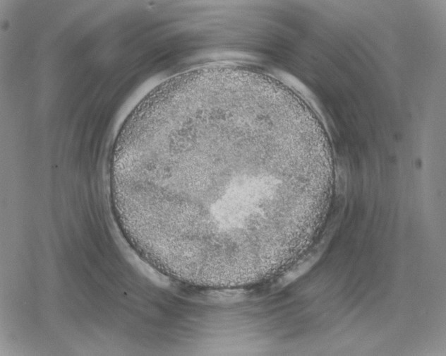 X0000079310859200612151750