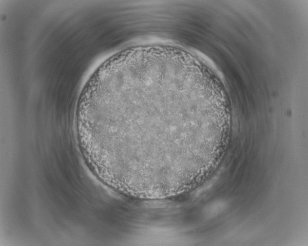 X0000079310863200612151750