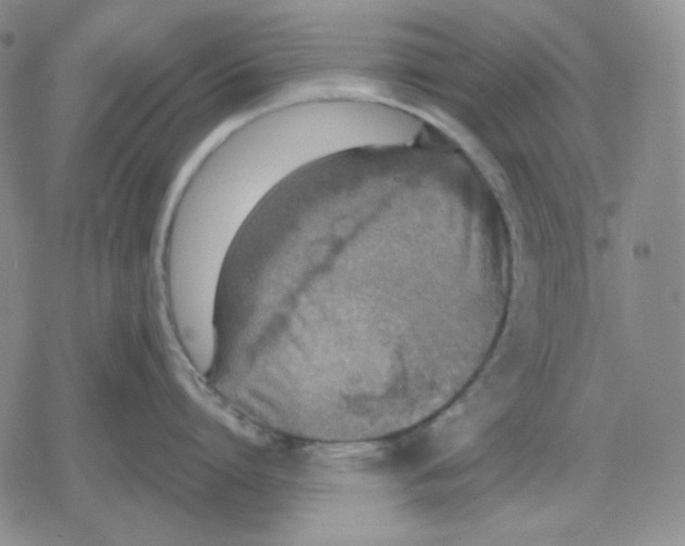 X0000079310864200612151750