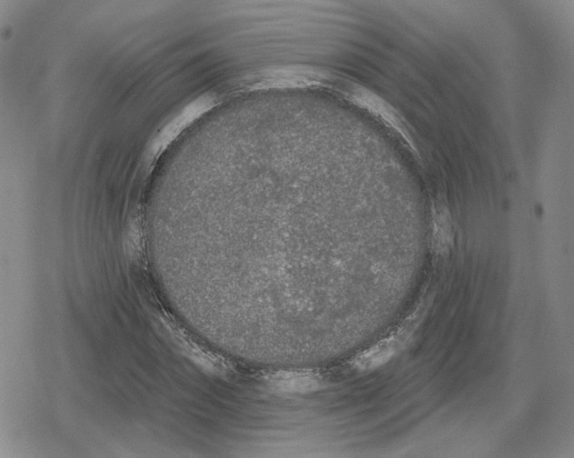 X0000079310874200612151749