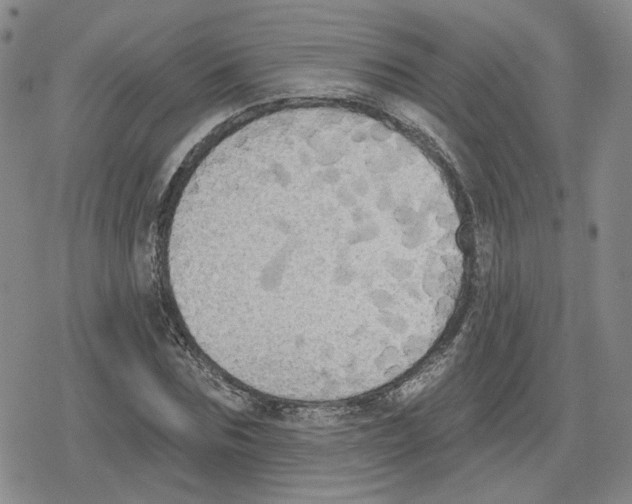 X0000079310875200612151749