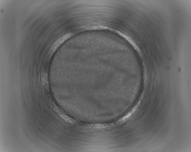 X0000079310881200612151749