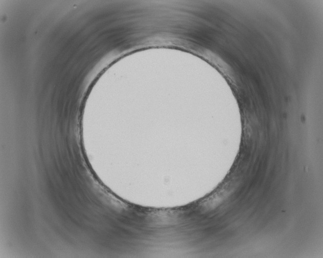 X0000079310950200612151749