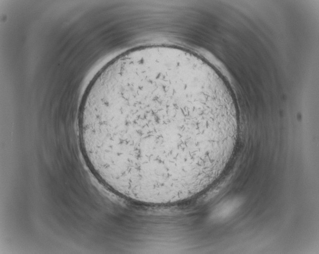 X0000079310951200612151749